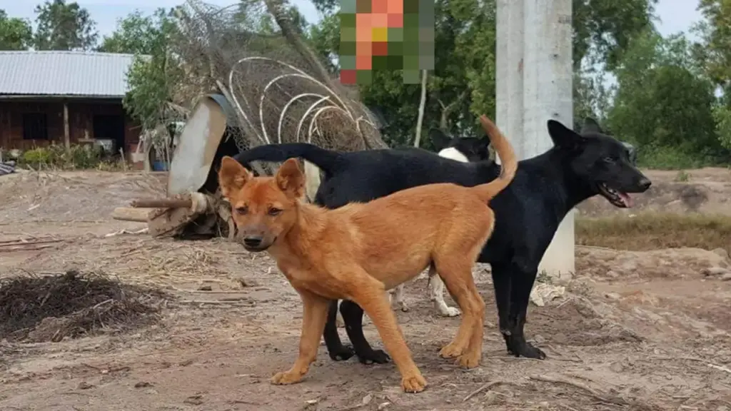 Bị chó cắn từ tháng 6-2025, người đàn ông ở Tây Ninh vừa tử vong nghi do bệnh dại