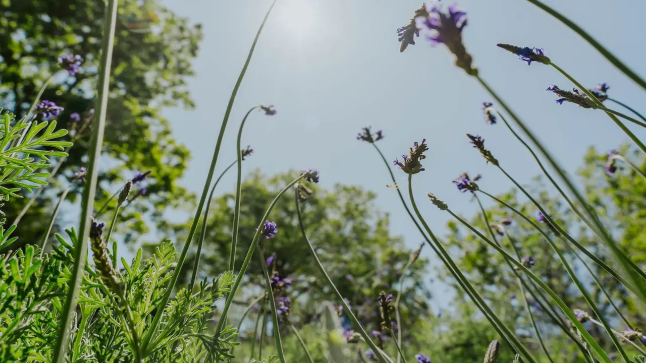 Cạnh tranh với anh đào Nhật Bản, Đài Loan cũng 'bùng nổ' tour du lịch theo mùa hoa