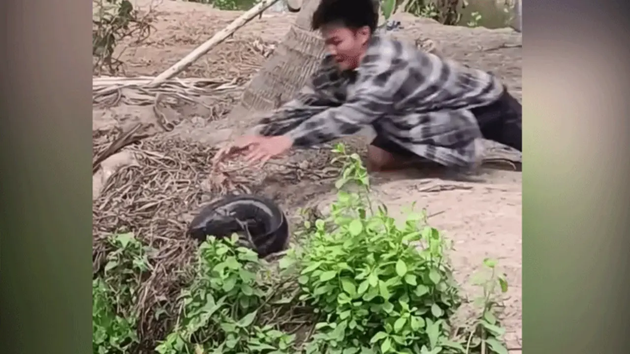 Câu trúng cá lóc 'khủng long' và cái kết đắng