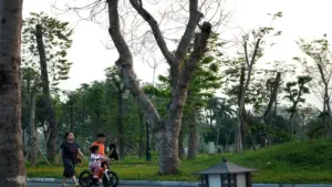 Cây xanh chết la liệt trong công viên lớn nhất Thanh Hóa