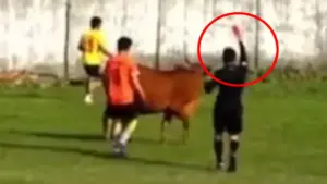 Chú bò nhận thẻ đỏ trực tiếp vì vào sân bóng