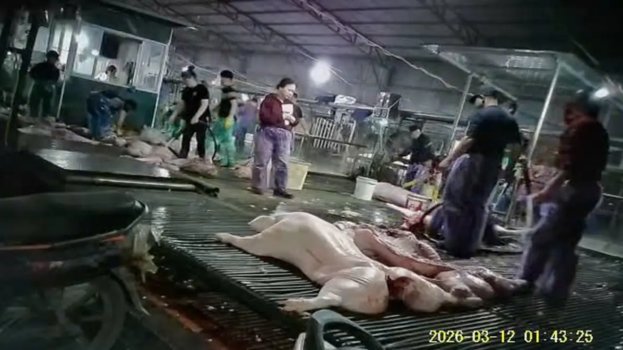 Chưa chứng minh được sự câu kết giữa Cường Phát và đơn vị nhập thịt heo đưa vào trường học