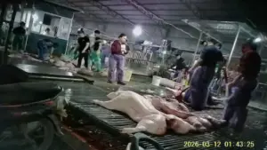 Chưa chứng minh được sự câu kết giữa Cường Phát và đơn vị nhập thịt heo đưa vào trường học