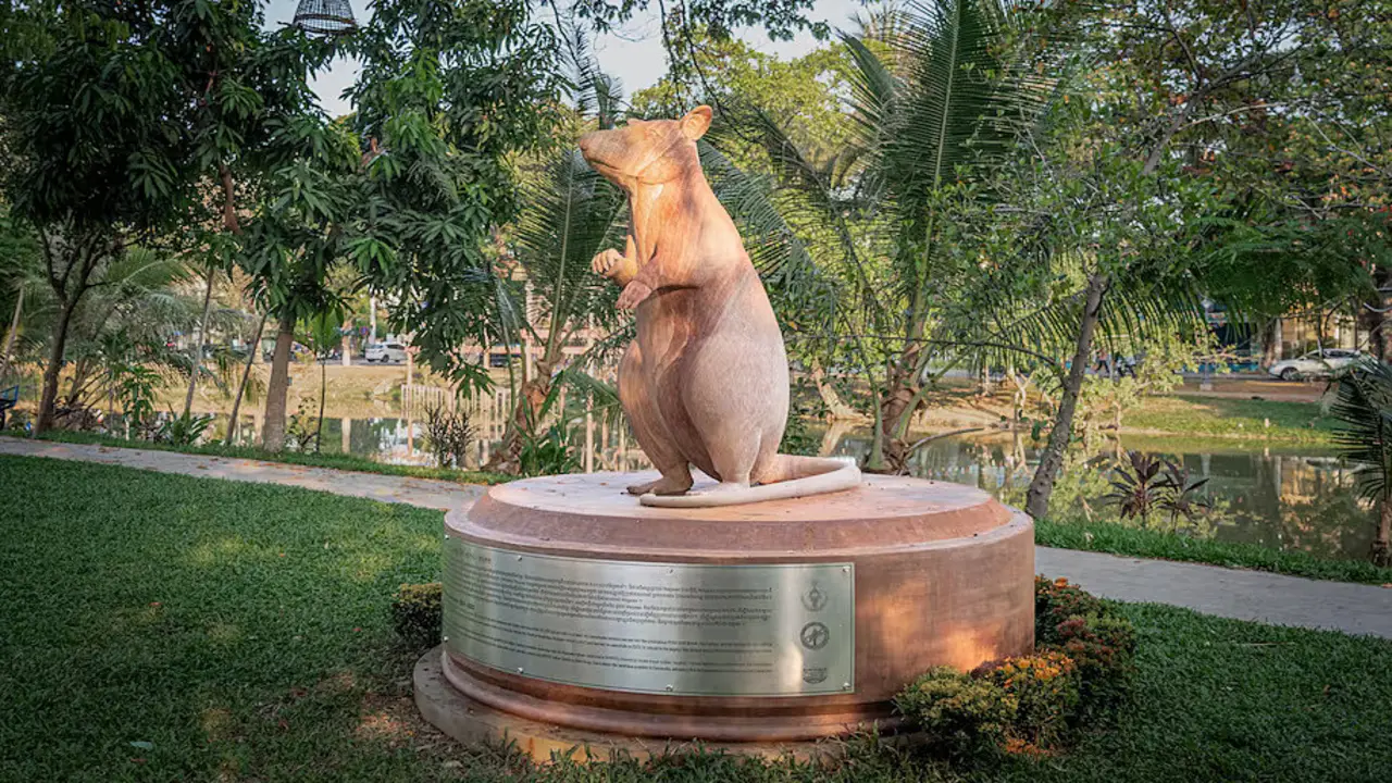 Chuột 'anh hùng' được dựng tượng ở Campuchia