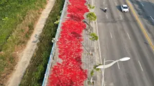 Con đường 9 km đỏ rực ớt ở Quảng Ngãi