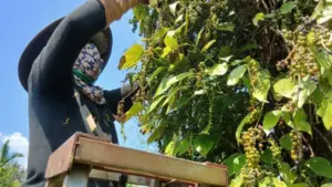 Giá tiêu tăng cao, ‘vàng đen’ Gia Lai hồi sinh