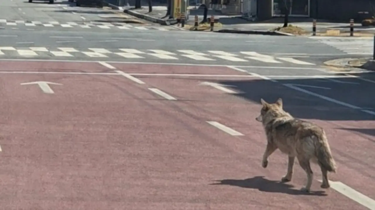 Hàn Quốc huy động hàng trăm người truy tìm sói sổng vườn thú