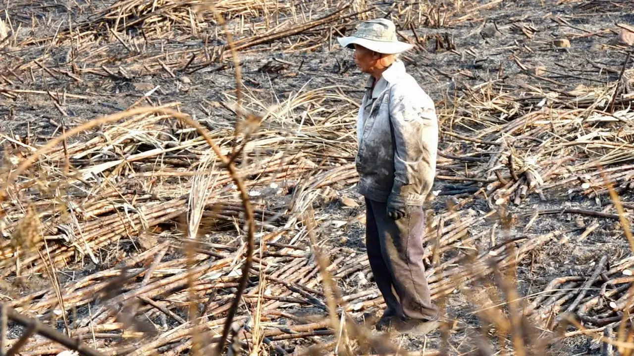 Nắng nóng, đồng mía cháy liên tiếp, nông dân thiệt hại nặng