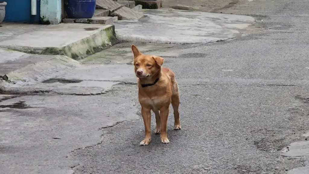 Tây Ninh ghi nhận người thứ 7 chết nghi do bệnh dại, còn 85% chó mèo chưa tiêm phòng