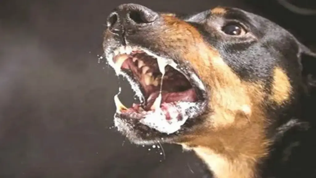 Thêm nạn nhân tử vong sau khi bị chó cắn ở Tây Ninh