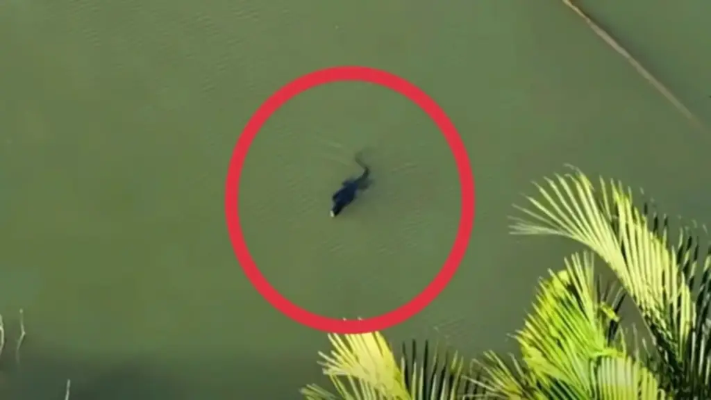 TP.HCM: Phát hiện loài vật trong Sách đỏ ngoài tự nhiên, người dân lầm tưởng… cá sấu