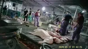 Trinh sát giả thương lái để phá đường dây tuồn lợn bệnh ra thị trường