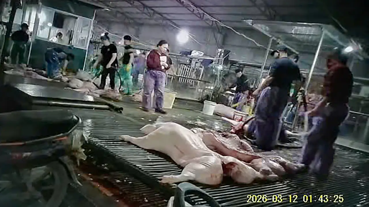 Trinh sát giả thương lái để phá đường dây tuồn lợn bệnh ra thị trường