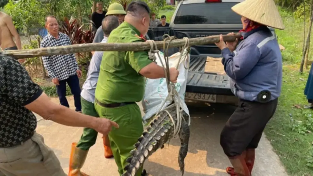 Vây bắt cá sấu 'khủng' gần khu dân cư